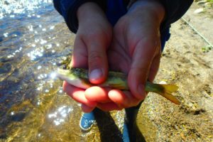 pêche jeune saumon nive d'arnéguy