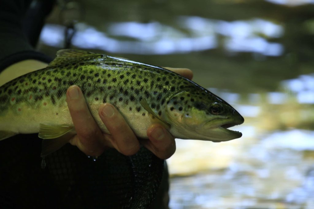 pêche truite vallée des aldudes