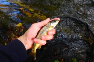 tacon pêche nymphe au fil nivelle
