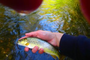stage pêceh truite nymphe au fil nive et nivelle