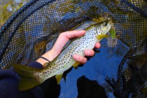 stage pêche technique nymphe rivière pays basque