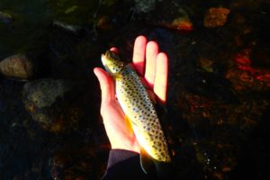 pêche à l'espagnol, fil plaqué made in river glenn guide de pêche