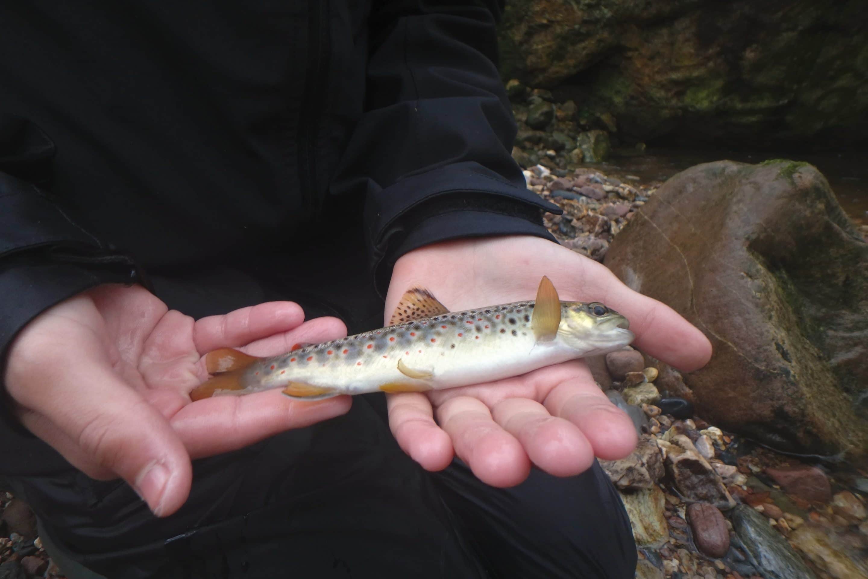 Premier guidage pêche de la saison sur les Nives