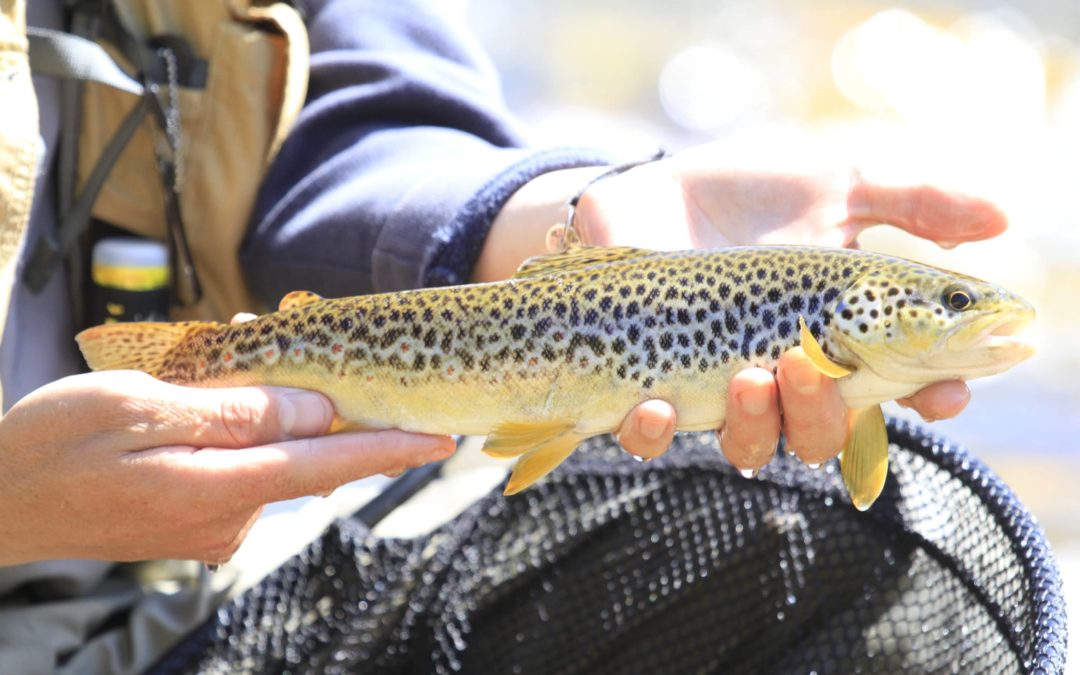 Pêche dans la vallée des Aldudes