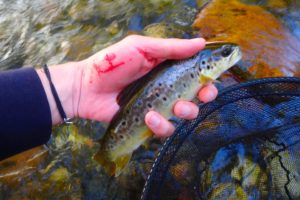 moniteur guide pêche truite nymphe et sèche rivières pays basque nive nivelle