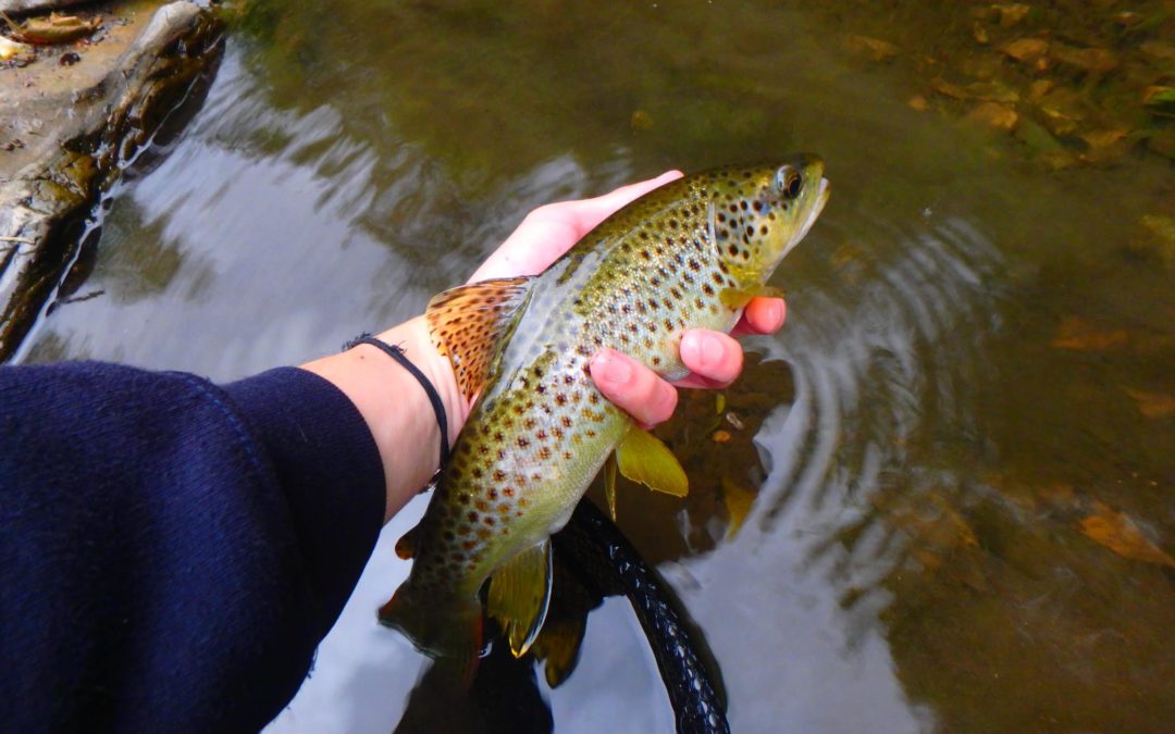 Pêche en NAVARRE, premier essai