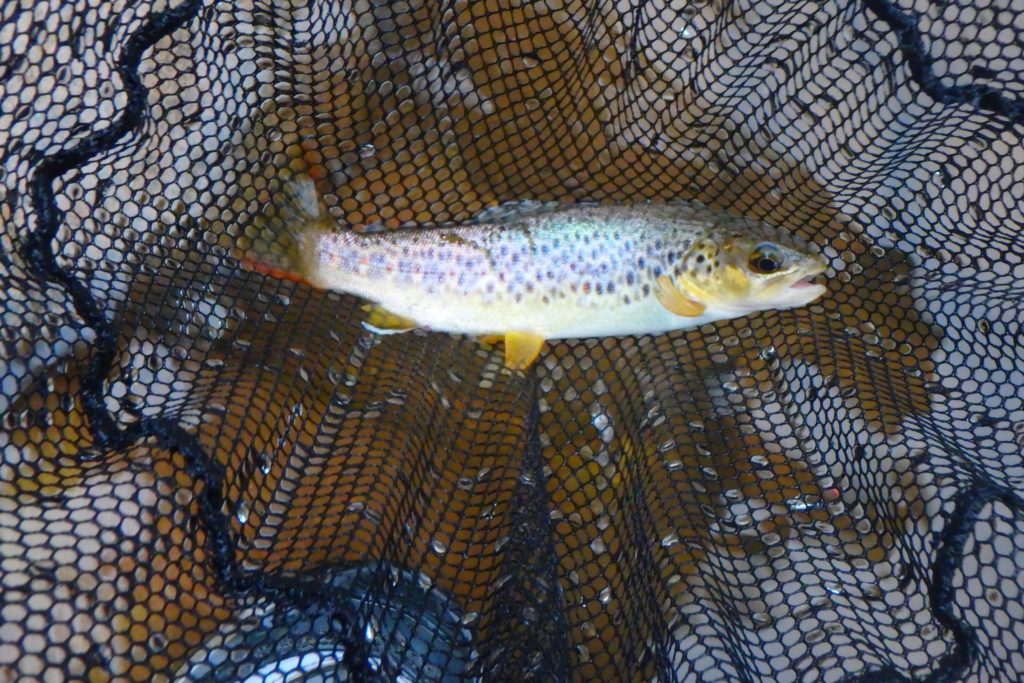 stage pêche nymphe au fil pays basque