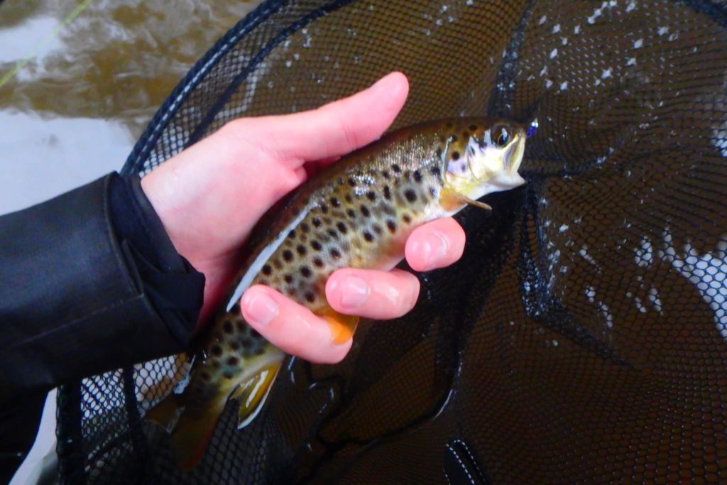 guide pêche made in river pays basque