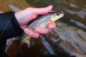 stage pêche rivières du pays basque