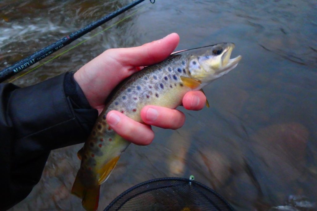 guide pêche mouche navarre baztan bidassoa